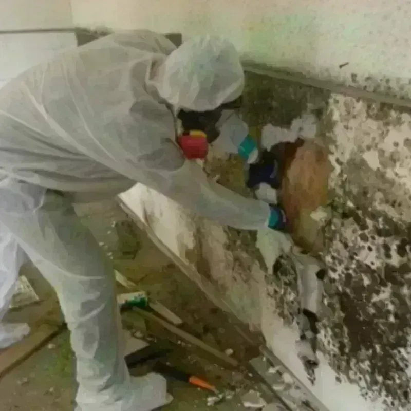 Mold Remediation and Removal in Greenwood, MS